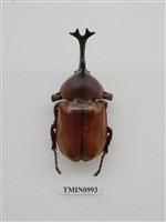 藏品(獨角仙)的圖片